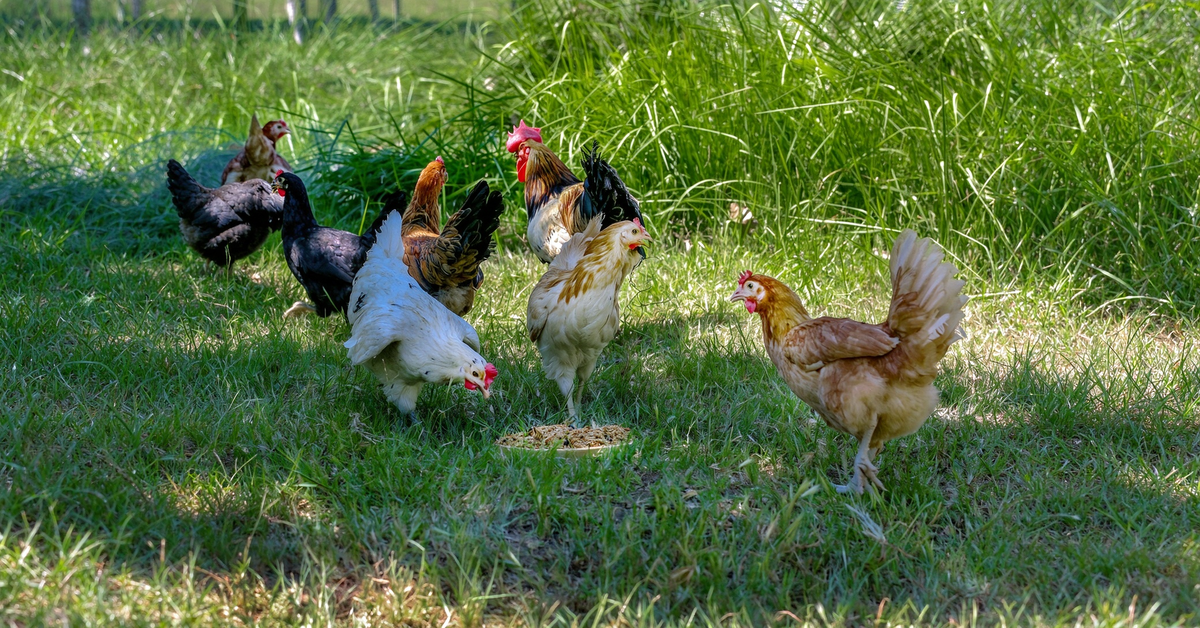 Can You Overfeed Mealworms to Chickens?