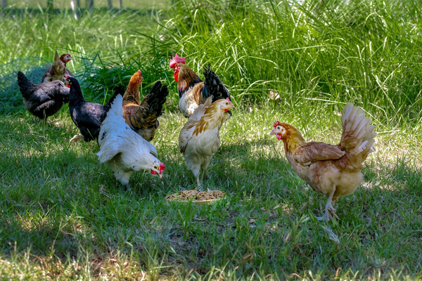 Can You Overfeed Mealworms to Chickens?