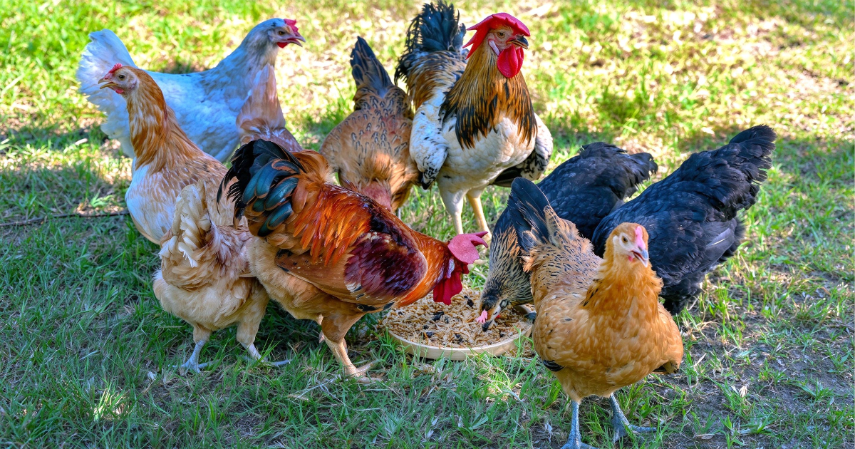 What Should You Never Feed Your Chickens? Toxic Food Guide