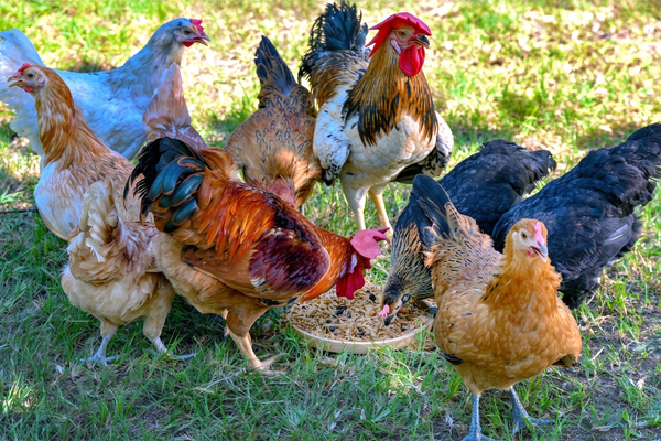 What Should You Never Feed Your Chickens? Toxic Food Guide