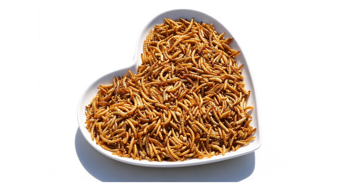 Chick Snacks 101: How to Safely Introduce Dried Mealworms to Baby Chicks