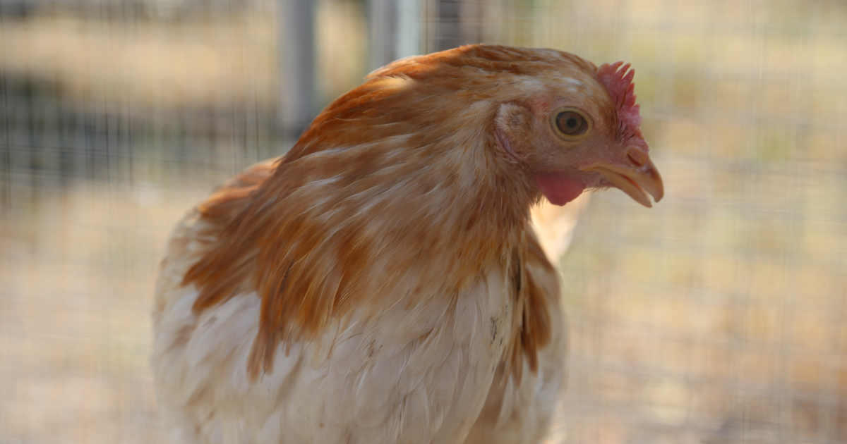 Dried Mealworms vs. Commercial Chicken Feed: Can Treats Replace a Balanced Diet?