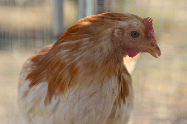 Dried Mealworms vs. Commercial Chicken Feed: Can Treats Replace a Balanced Diet?