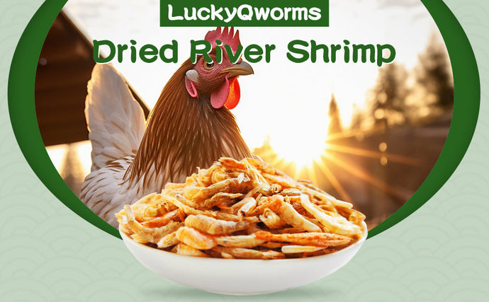 Why Your Chickens Need Dried River Shrimp in Their Diet