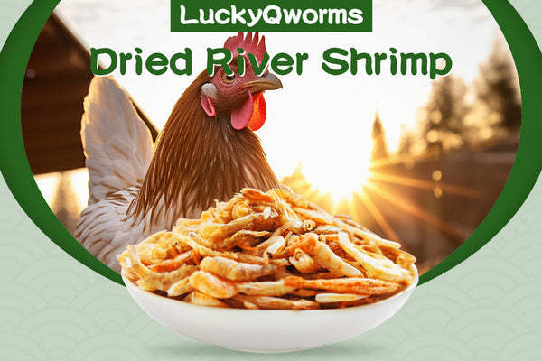 Why Your Chickens Need Dried River Shrimp in Their Diet