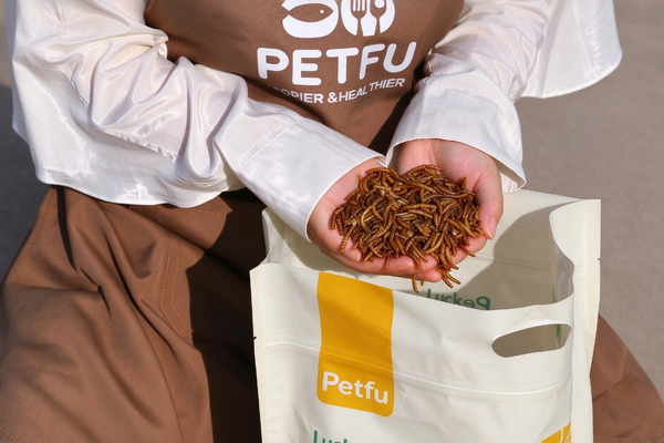 How Many Mealworms Should You Feed Backyard Chickens?
