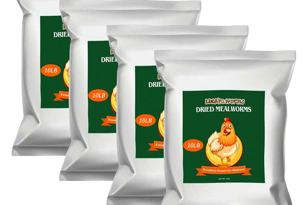 The Benefits of Using LuckyQworms Dried Mealworms for Your Chickens and Birds