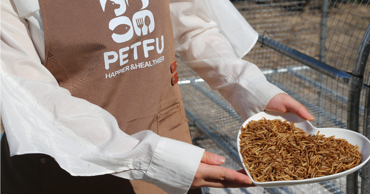 5 Things to Look For When Buying Dried Mealworms for Chickens