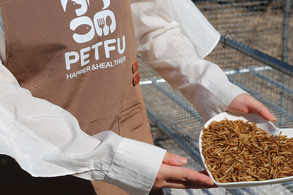 5 Things to Look For When Buying Dried Mealworms for Chickens