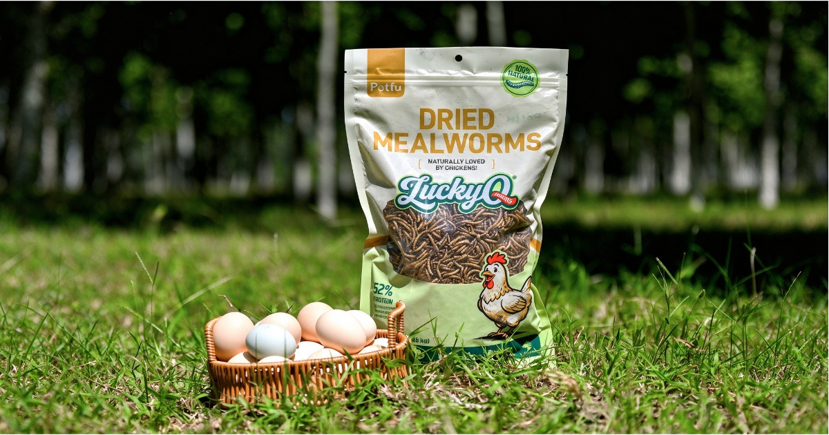 Can I Feed My Chickens Mealworms Every Day? The Ultimate Treat Time Guide