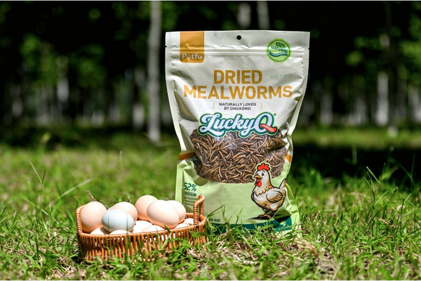 Can I Feed My Chickens Mealworms Every Day? The Ultimate Treat Time Guide