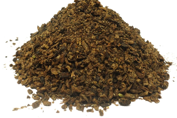 Are You Still Feeding Your Chickens Black Soldier Fly Larvae Like This?