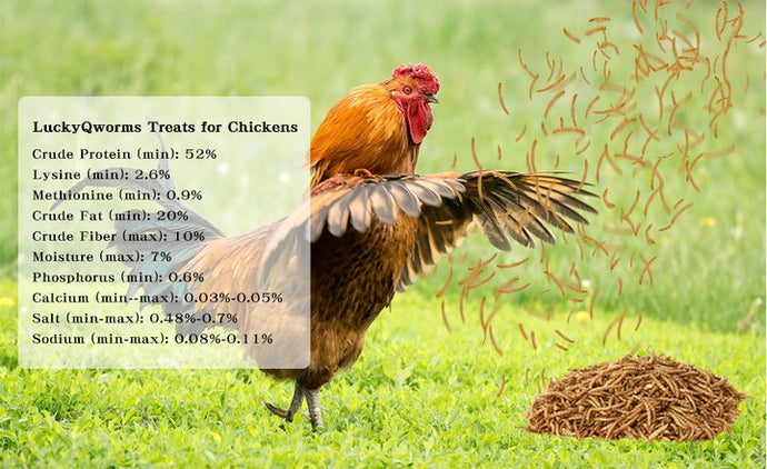 The Ultimate Guide to Dried Mealworms of LuckyQworms: Nutrition, Benefits & Buying Tips