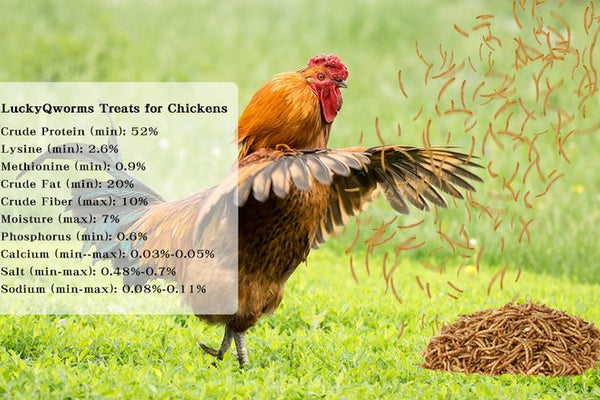 The Ultimate Guide to Dried Mealworms of LuckyQworms: Nutrition, Benefits & Buying Tips