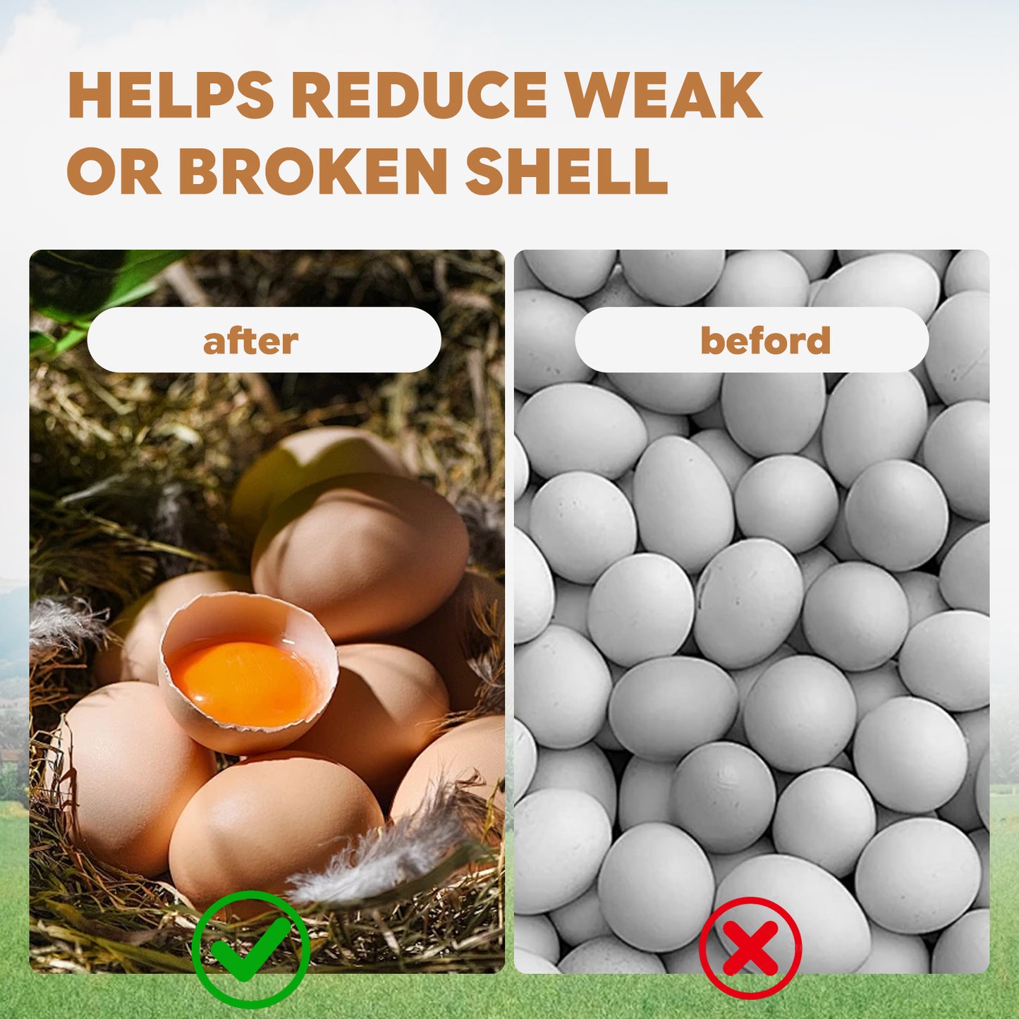 Fine-Flaked Oyster Shell for Laying Hens