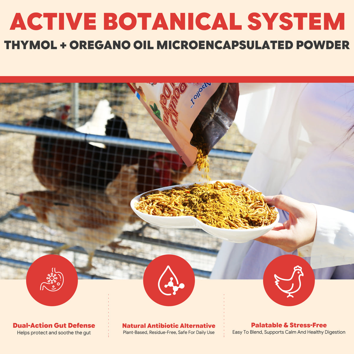natural alternative antibiotic for poultry gut health
