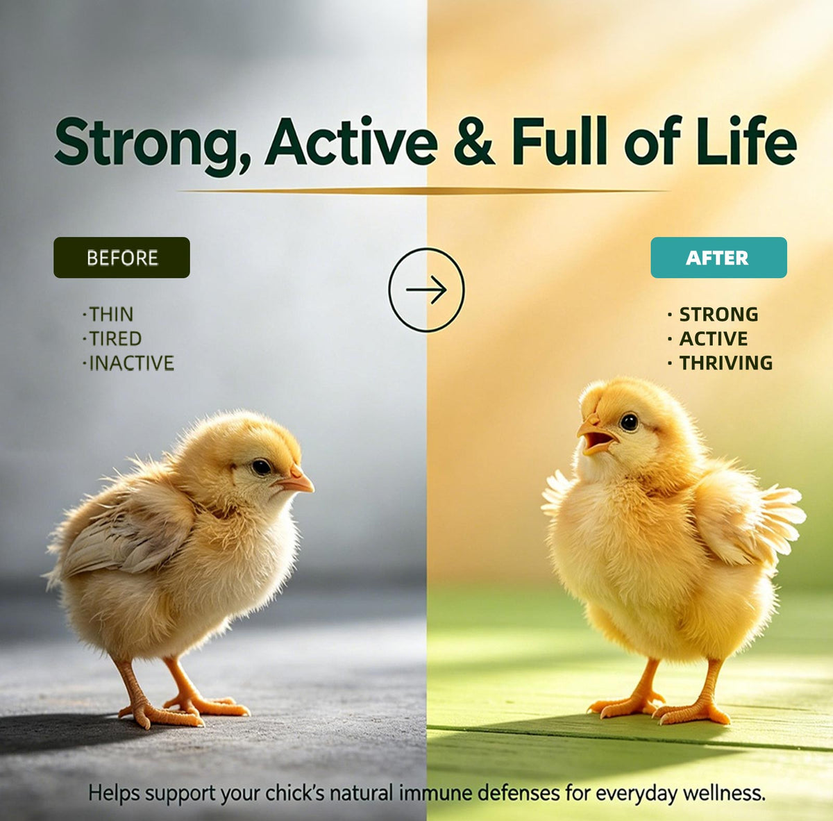 a chick supplement, a split before-and-after comparison of a yellow baby chick. 