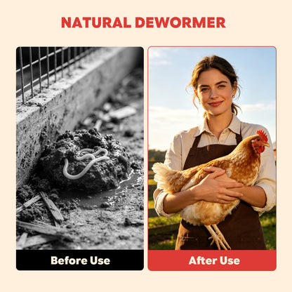 healthy hen after using  herbal feed supplement
