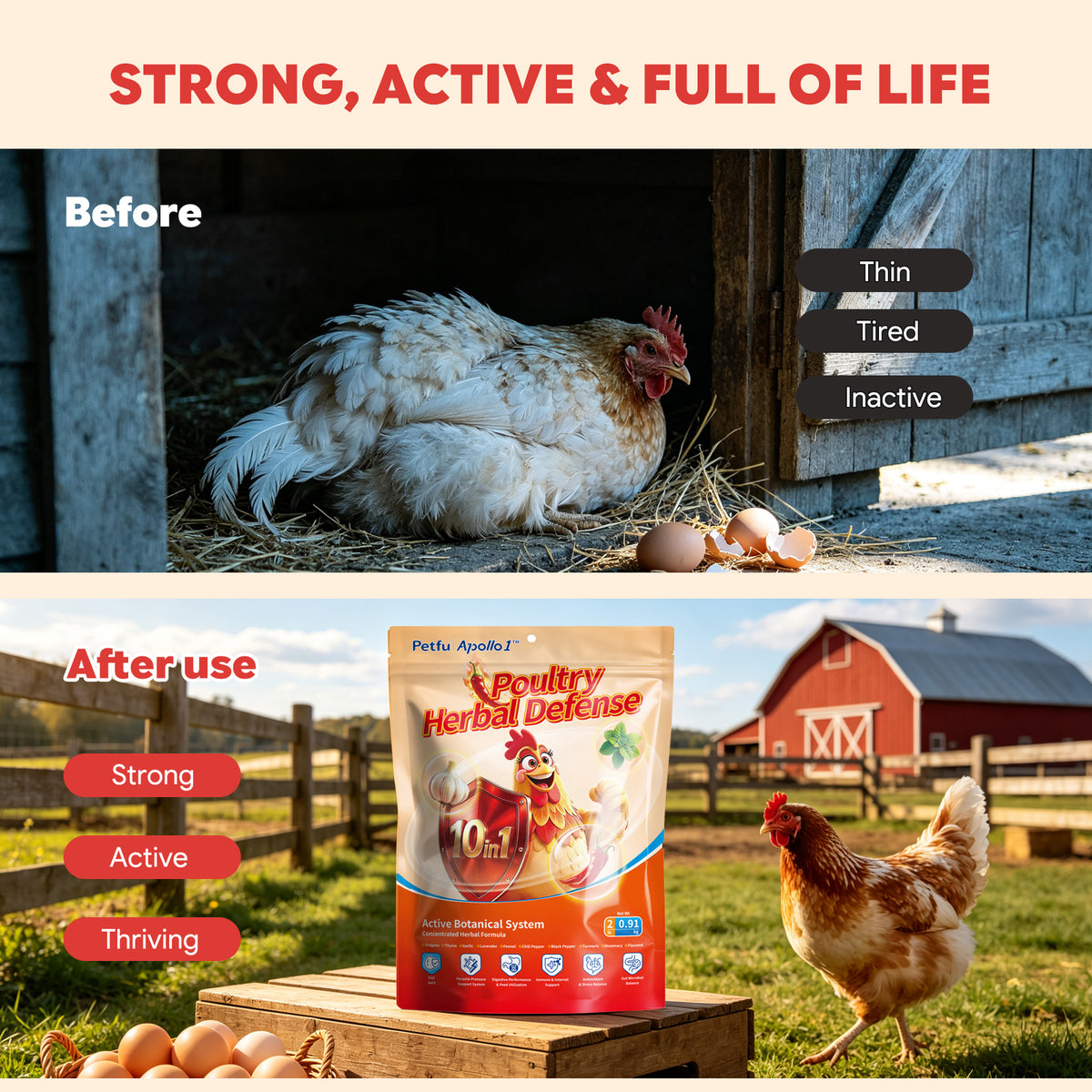 Chicken health before and after using Poultry Herbal Defense