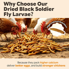 High Calcium Poultry Feed for Stronger Eggshells and Fea