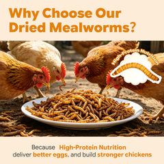 Natural insect food treat for garden birds and wild birds