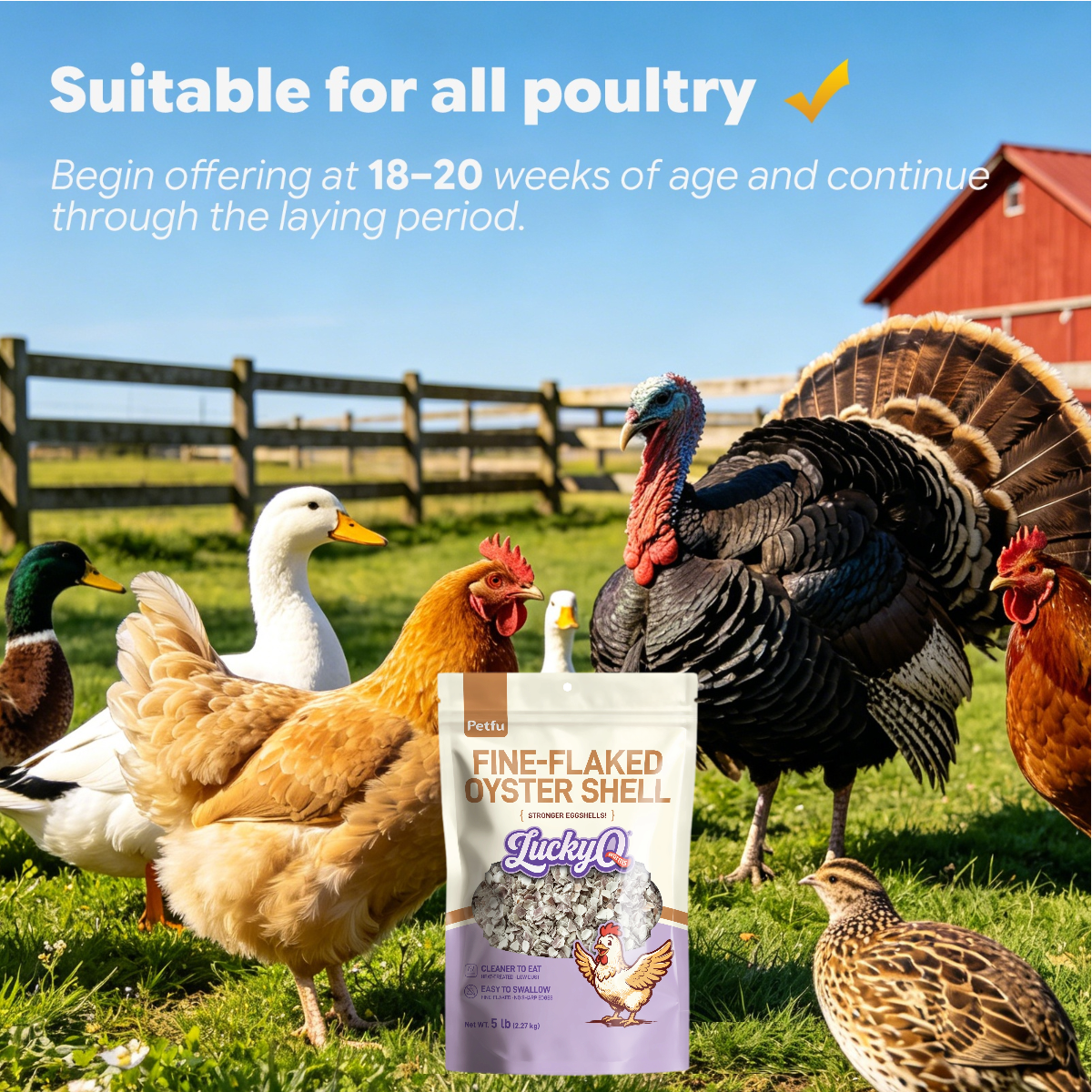 Calcium oyster shell for chickens ducks geese turkeys and quails