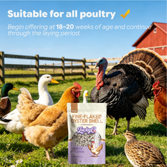 Calcium oyster shell for chickens ducks geese turkeys and quails