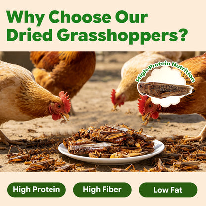 LuckyQworms Dried Grasshoppers 5 lbs for Chickens, Wild Birds, Hedgehogs, Reptiles, Lizards, Bearded Dragons, Fish, Turtles High Protein Natural Insect Food Resealable Bag