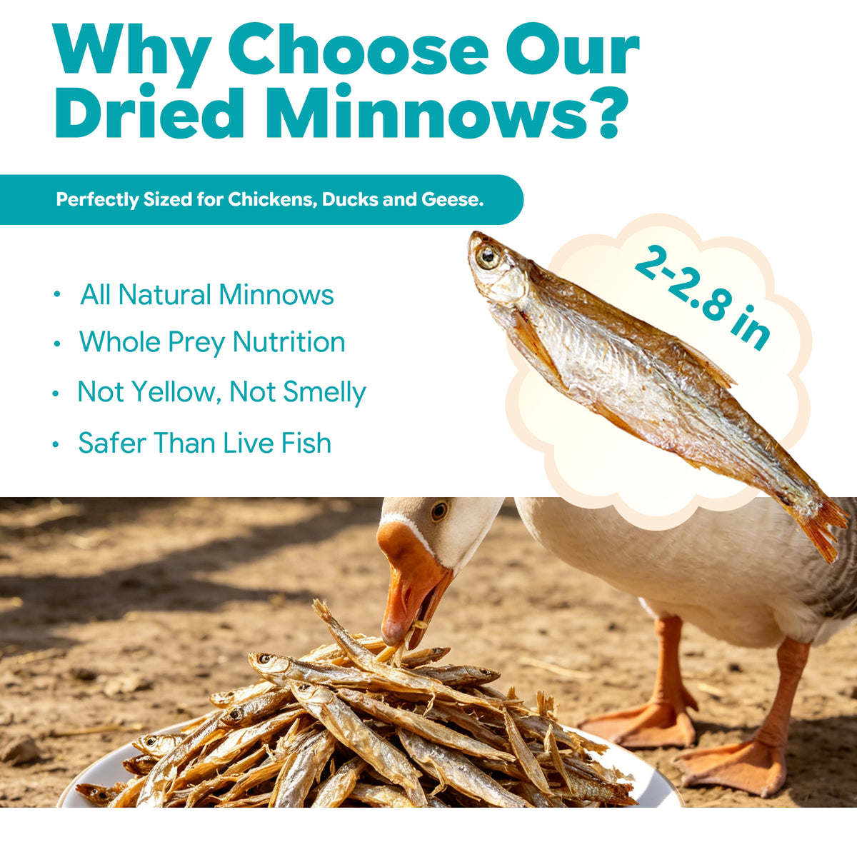 Safe Mess Free Alternative to Live Feeder Fish for Turtles and Cats