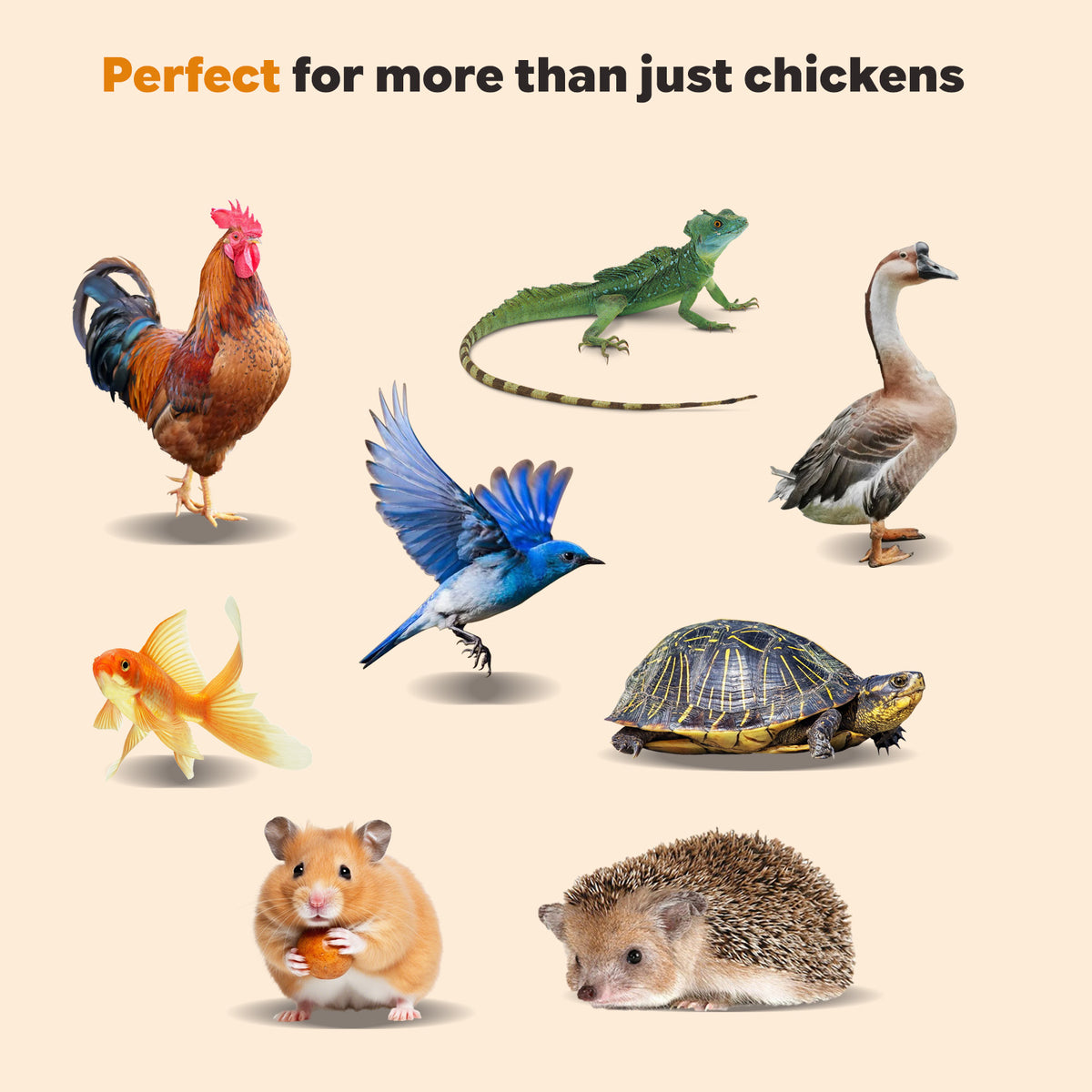 All Natural Insect Food for Chickens Ducks and Wild