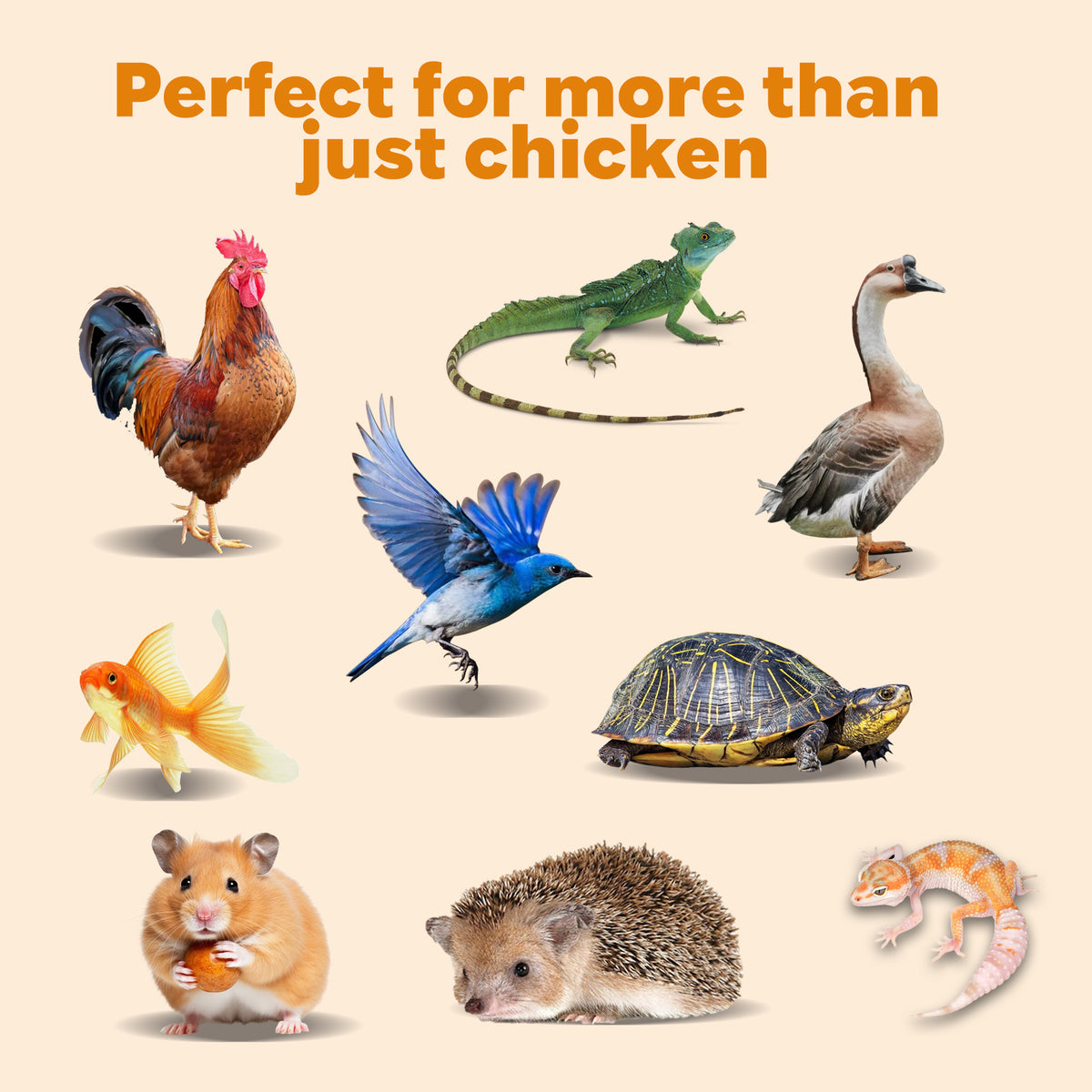 Calcium rich poultry treats for stronger eggshells and golden yolks