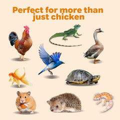Calcium rich poultry treats for stronger eggshells and golden yolks