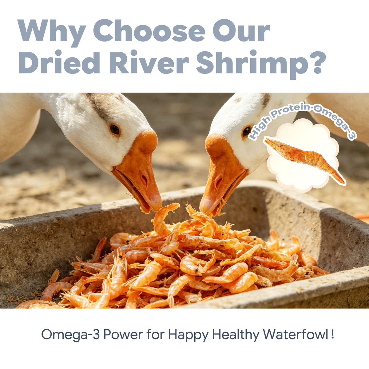 Geese feeding on natural dried river shrimp