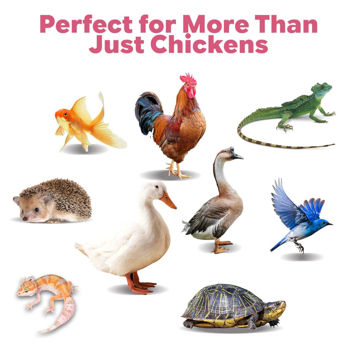 Balanced Treats for Poultry, Birds, Reptiles, and Fish