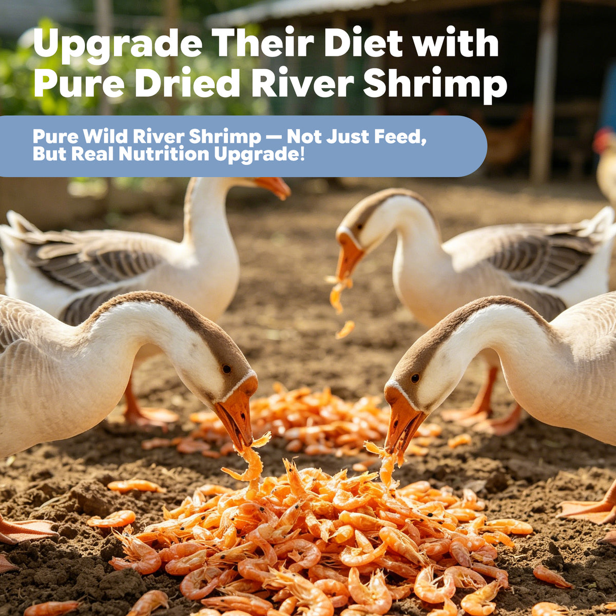 Chickens geese eating pure dried river shrimp