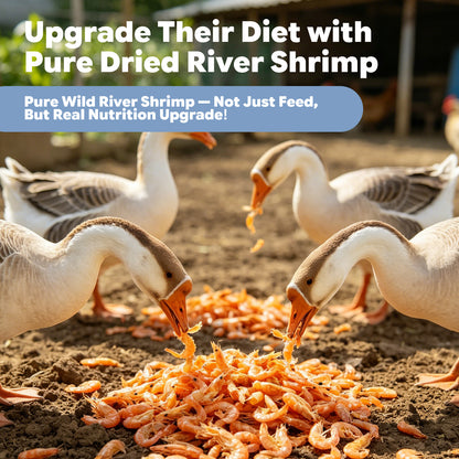 Chickens geese eating pure dried river shrimp