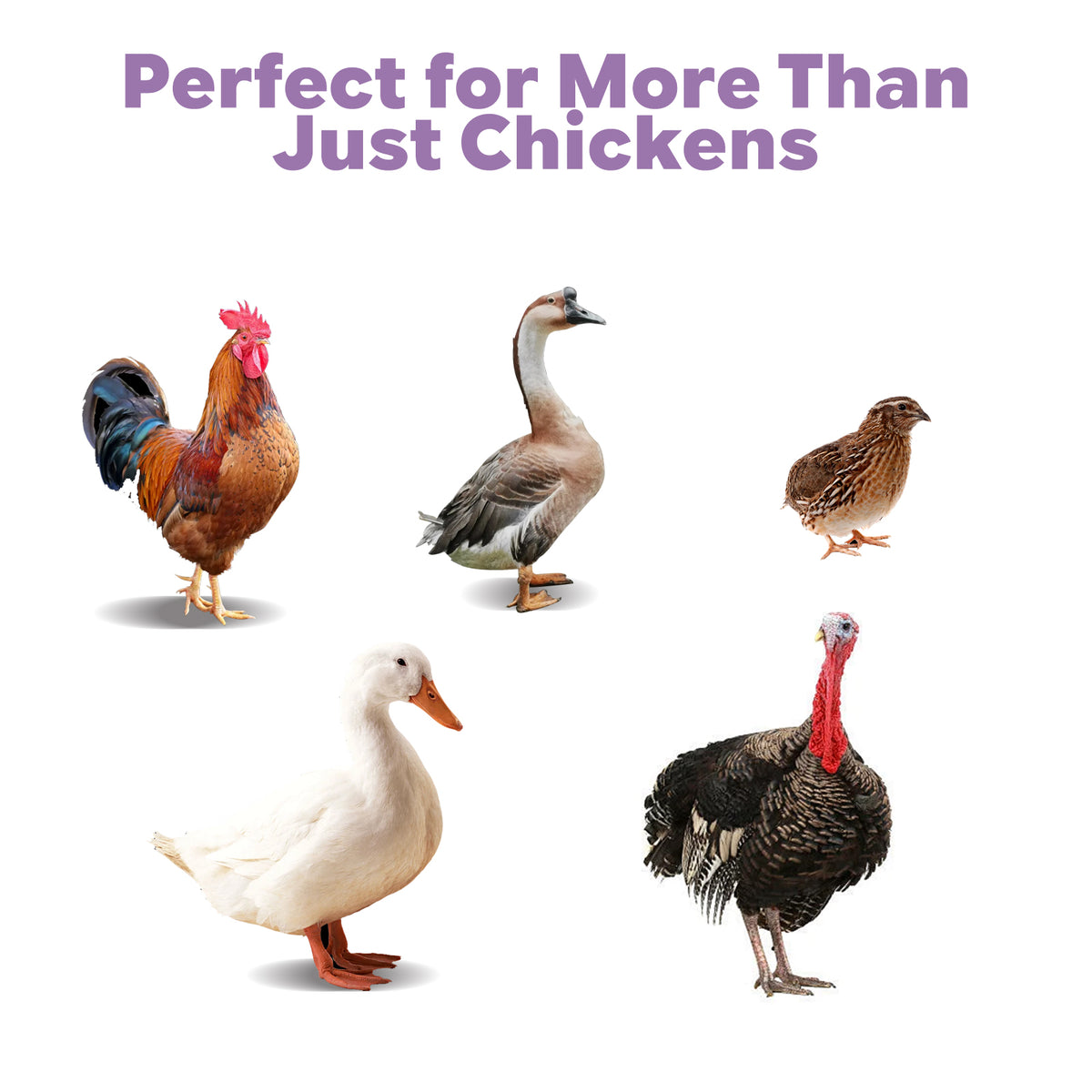 PETFU Coop Refresher for chickens, ducks, geese, and poultry