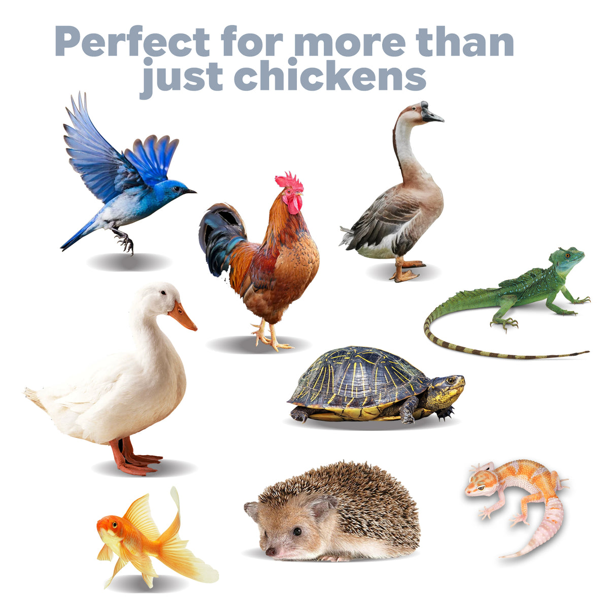 perfect for more than just chickens