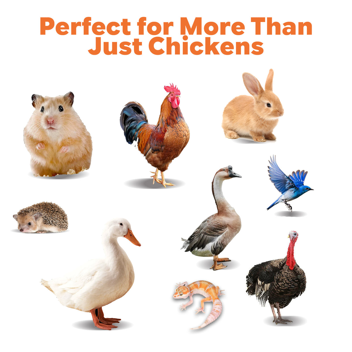 PestGuard Nesting Herbs for chickens, ducks, quail, geese, and other backyard birds.