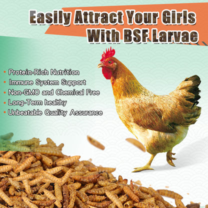 LuckyQworms Dried Black Soldier Fly Larvae 22LBS, High-Protein BSF Larvae Chicken Treats Non-GMO BSFL for Chickens, Hens, Ducks, Wild Birds