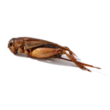 Load image into Gallery viewer, LuckyQworms Dried Crickets 1 lb for Chickens, Wild Birds, Hedgehogs, Reptiles, Lizards, Bearded Dragons, Fish, Turtles High Protein Natural Insect Food Resealable Bag
