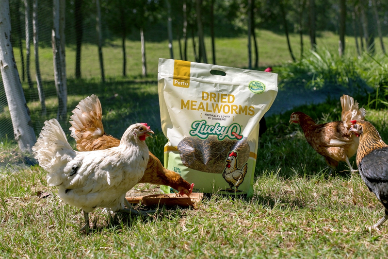 Dried Black Soldier Fly Larvae,20lb High Calcium BSFL Treats for Chickens, Ducks & Wild Birds