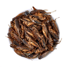 Load image into Gallery viewer, LuckyQworms Dried Crickets 1 lb for Chickens, Wild Birds, Hedgehogs, Reptiles, Lizards, Bearded Dragons, Fish, Turtles High Protein Natural Insect Food Resealable Bag

