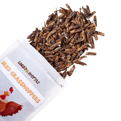 LuckyQworms Dried Grasshoppers 1 lb for Chickens, Wild Birds, Hedgehogs, Reptiles, Lizards, Bearded Dragons, Fish, Turtles High Protein Natural Insect Food Resealable Bag