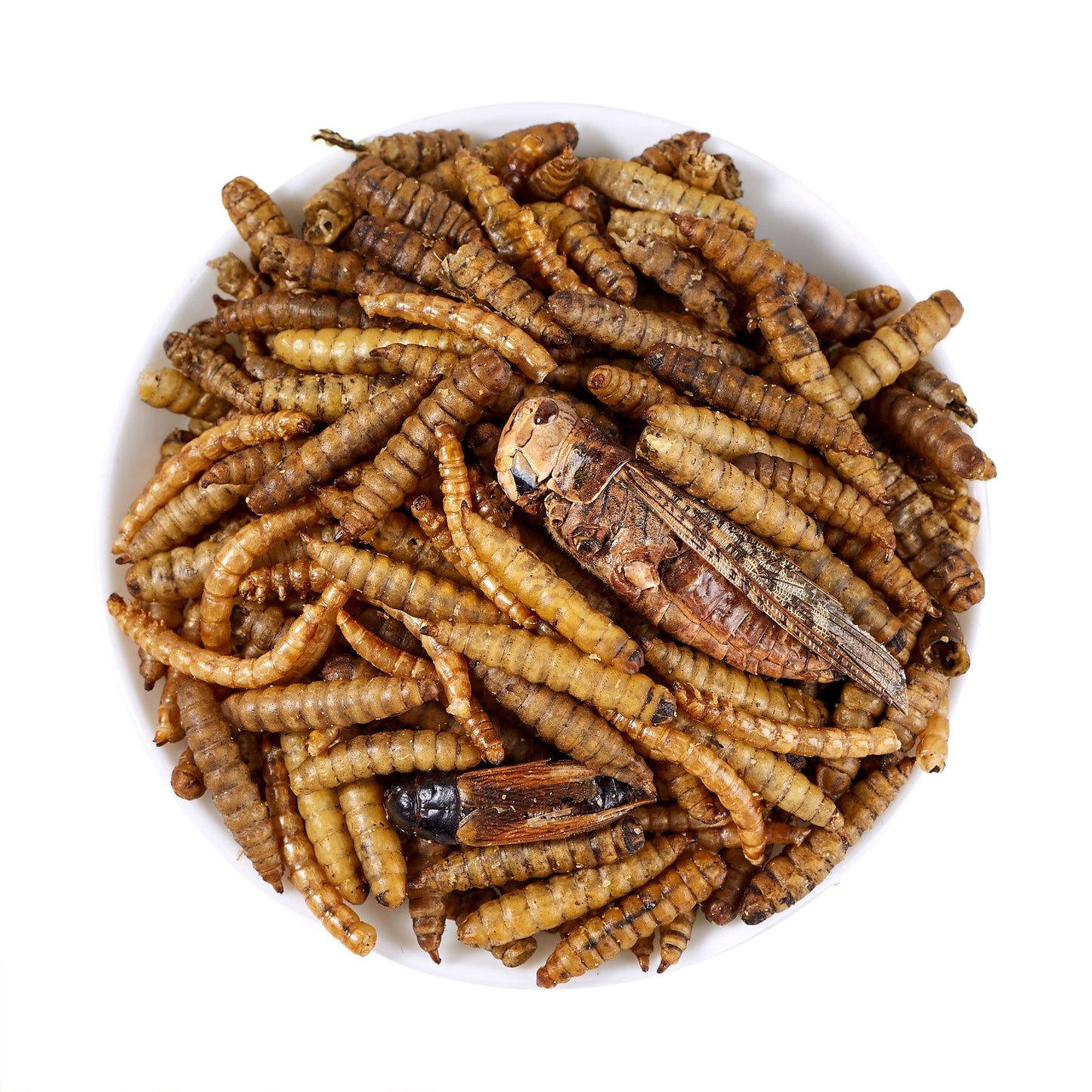 LuckyQworms The Ultimate Bug Blend 1 lb for Chickens, Wild Birds, Hedgehogs, Reptiles, Lizards, Bearded Dragons, Fish, Turtles High Protein Natural Insect Food Resealable Bag