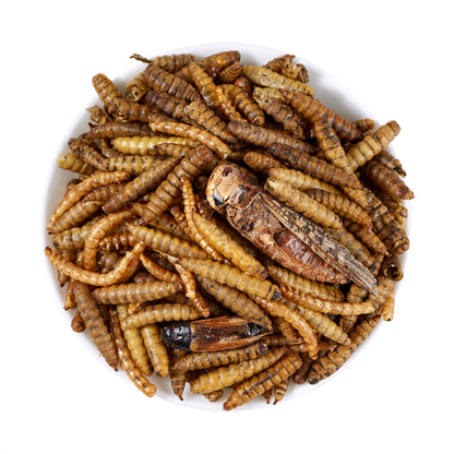LuckyQworms The Ultimate Bug Blend 1 lb for Chickens, Wild Birds, Hedgehogs, Reptiles, Lizards, Bearded Dragons, Fish, Turtles High Protein Natural Insect Food Resealable Bag