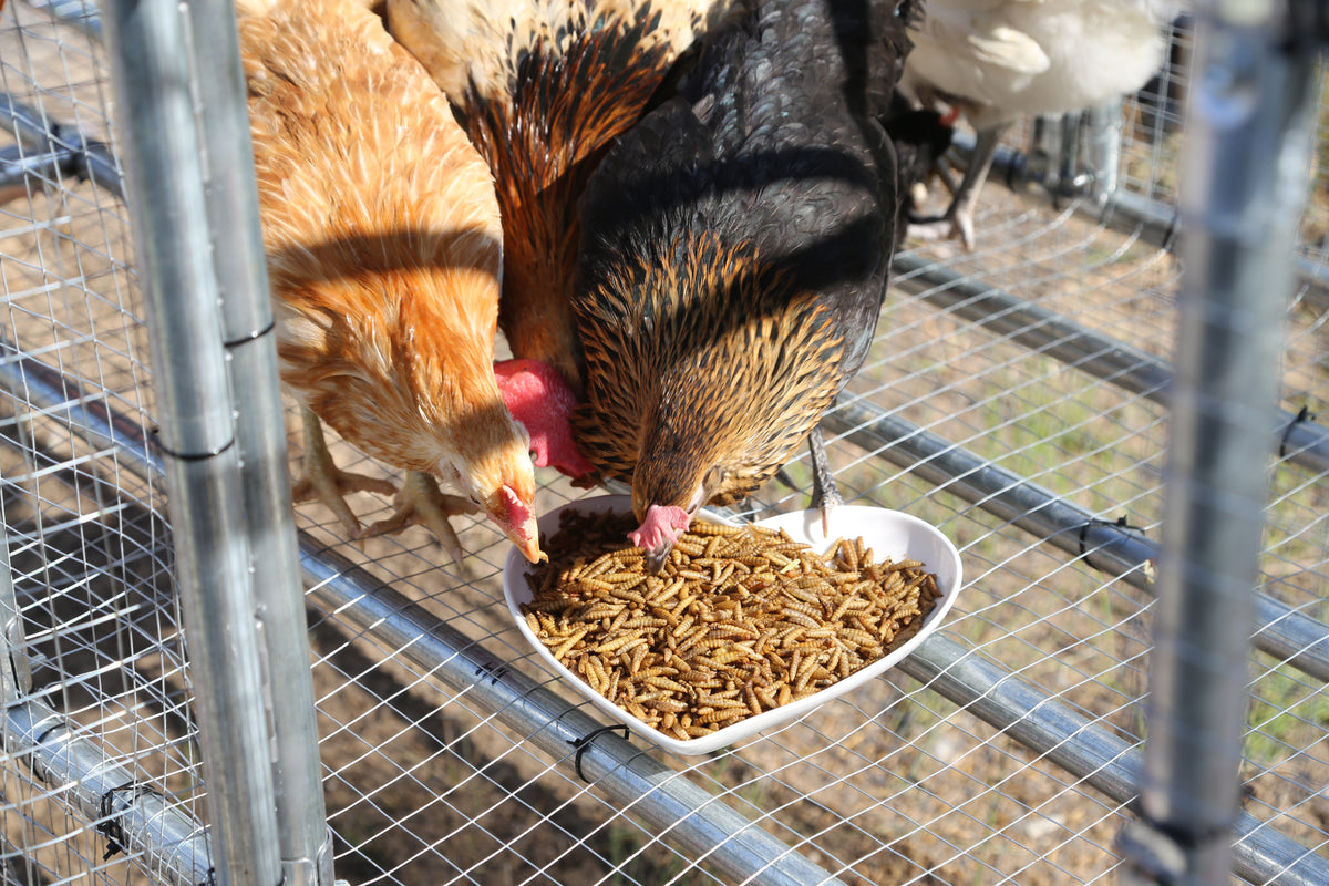 Petfu Natural Dried Insect Treats Collection for Farm Animals