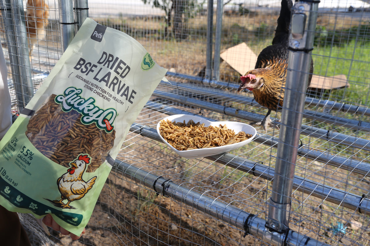 All Natural Insect Food for Chickens Ducks and Wild