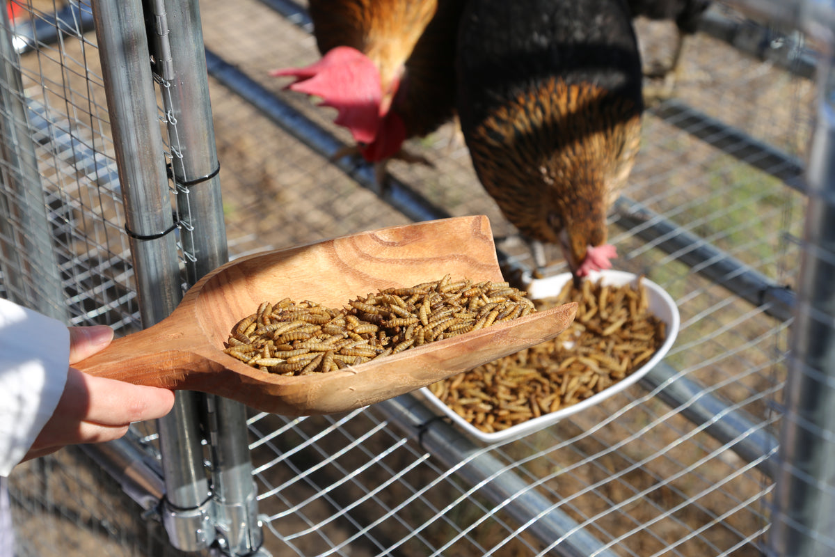 Premium Non-GMO Farm Raised Dried Black Soldier Fly Grubs