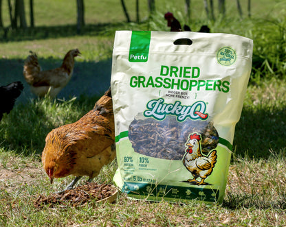 dried grasshoppers bigger bite more frenzy